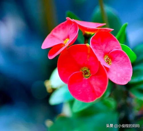 虎刺梅的花语是“坚贞不渝”，那么请问虎刺梅花语“以虎刺梅花语为窗”究竟寓意着怎样的坚贞情感呢