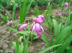 种子洗洗梗健康