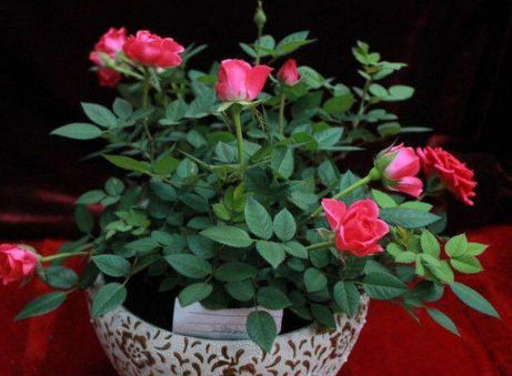 月季花开爆盆的四大秘诀，让你家的月季美翻天！