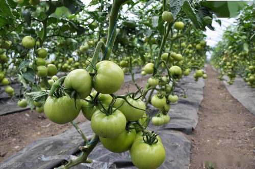 蒙古扁桃的保护与利用