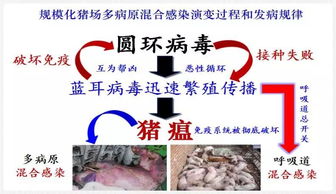 猪免疫抑制症防控策略研究