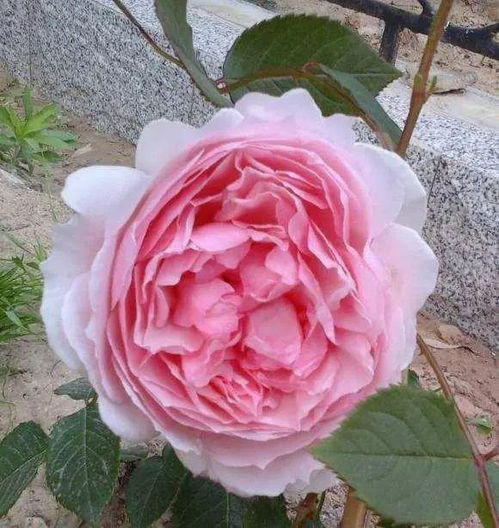 条纹月季品种推荐