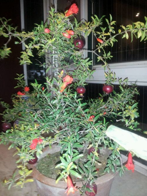 石榴树的冬日舞蹈：落叶的秘密