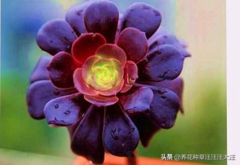 北方种植者的分享