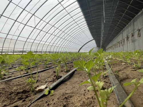 黄土旱塬的挑战与机遇