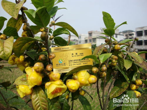 大苗与小苗， 各有千秋