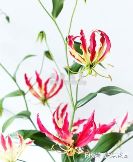 嘉兰百合种植方法有哪些，需要注意哪些事项才能保证其顺利生长