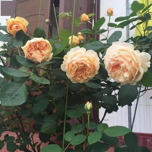 萌芽阶段（远古时期至汉朝）