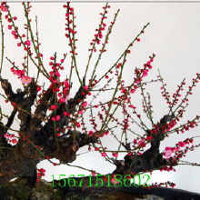 梅花嫁接之谜，为何如此独特