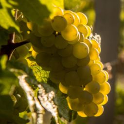 五眼果成熟之谜：摘收时机揭秘