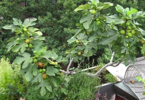无花果盆栽选择与养护，了解品种、土壤、光照等基础知识