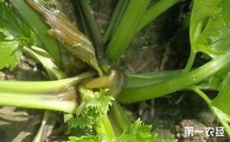 芹菜软腐病用什么高效药物治疗效果最佳