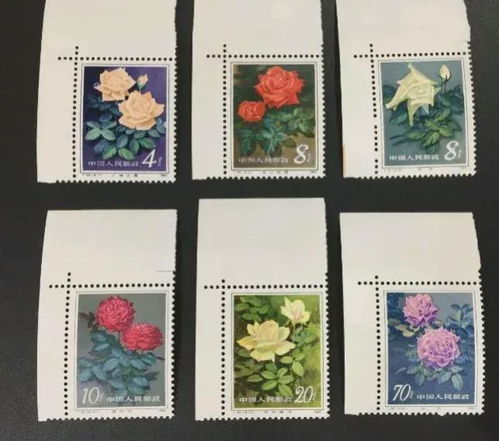 北京市花是月季，月季和菊花哪个更受欢迎