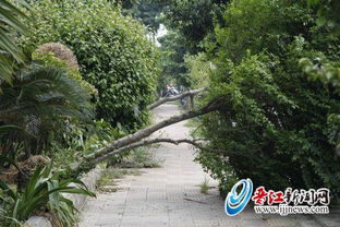 二、 观赏路边绿化树品种图片