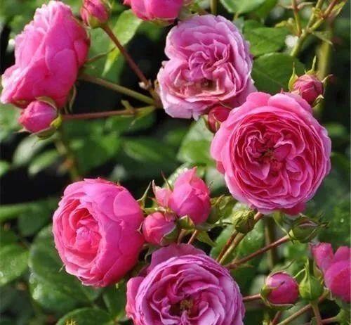 月季的美，你见过几种？