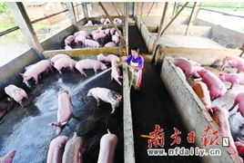 规模化养猪场商品猪饲养管理规程，创新农业养殖实践