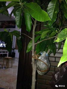 白兰花养殖，如何让花朵绽放