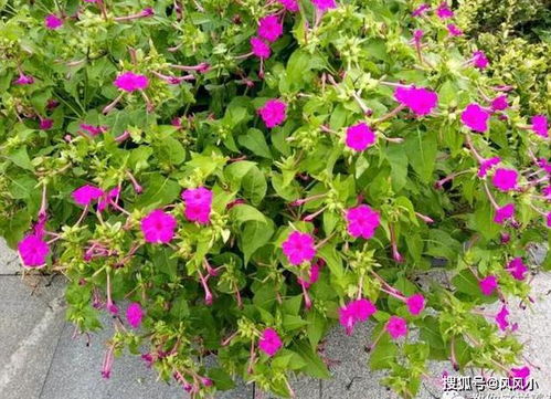 紫茉莉种子市场价几何？种植方法详解