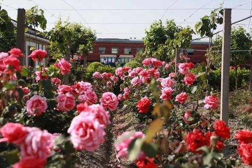 月季花墙上的花朵为什么那么鲜艳这个？