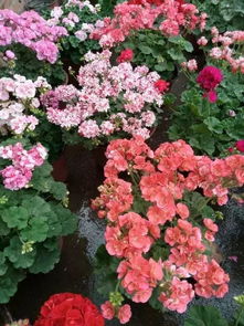 矮牵牛，垂吊品种是立体绿化的神器