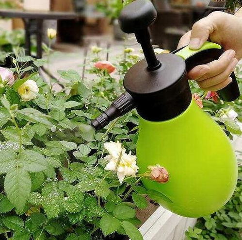 二、有哪些常见的杀菌杀虫药物？