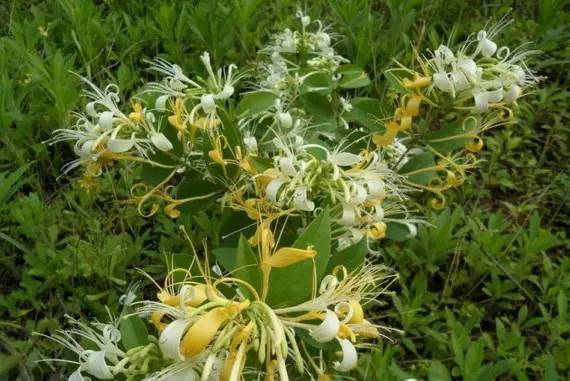 金银花：清热解毒的“小Neng手”