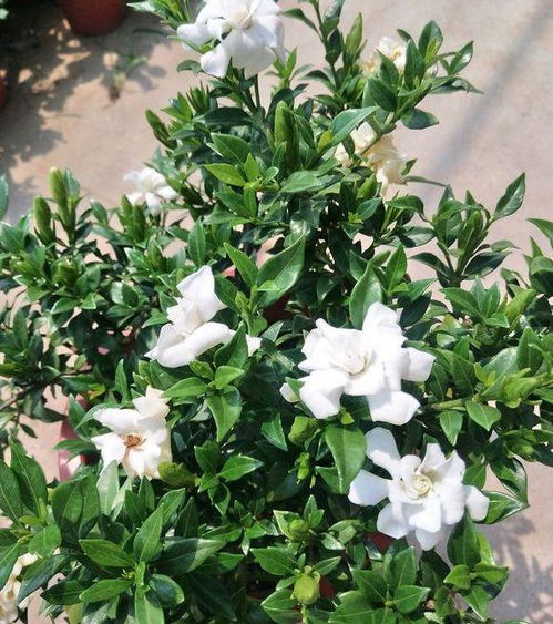 栀子花什么时候换盆最佳，春季还是秋季