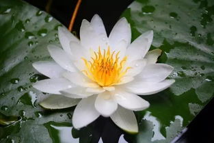 睡莲，清新的水边小精灵