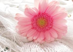 非洲菊种子发芽小秘密