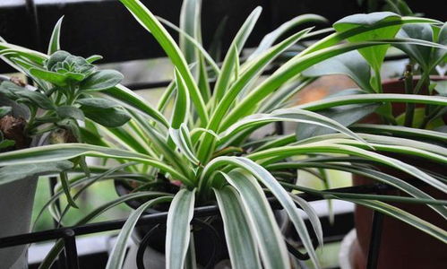 吊兰的“秃顶”之谜