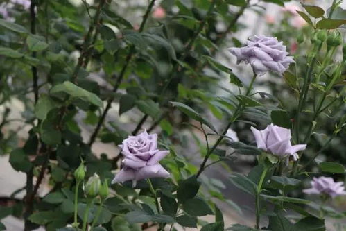 月季长虫子了求除虫药方