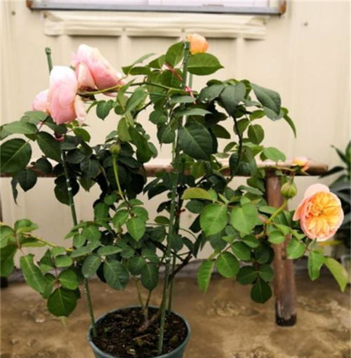 月季施肥：正确的方法与注意事项