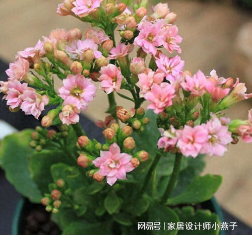 一、 桔梗花的寓意：真诚不变的爱