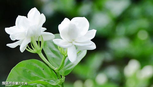 茉莉花修剪：疏枝促花