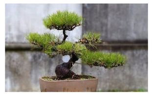 新芽的奥秘， 长势旺盛的关键时刻