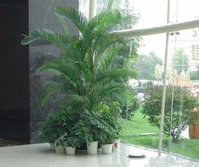 绿植摆放有讲究， 美观又实用