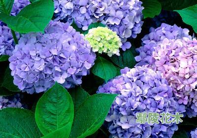 绣球花的美丽与传说