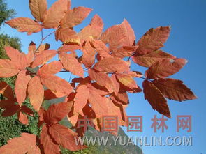 槭属植物中，有彳艮多是世界闻名观赏树种。