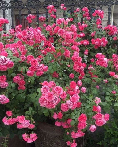 月季：大水缸里的花朵盛宴