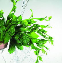 六、 菠菜，营养丰富，绿色食品