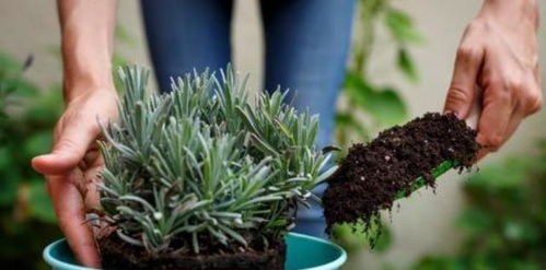 种花土壤想松软， 多种方法来实现