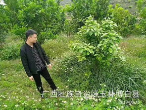 树木的神奇成长之旅