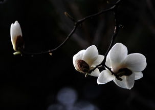 光照是关键，晒晒太阳花儿俏