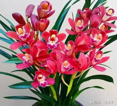 （敲键盘声）等等，先别急着下单买花苗。