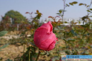 玫瑰花的浪漫之旅