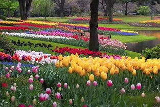 球根花卉的冬季养护