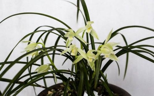 玉兰花语是“高洁、吉祥”，象征什么