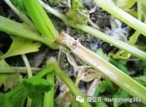 香菜病虫害防治技术有哪些具体措施和防治方法