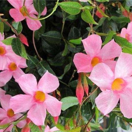 养护技巧：大自然的亲密伙伴