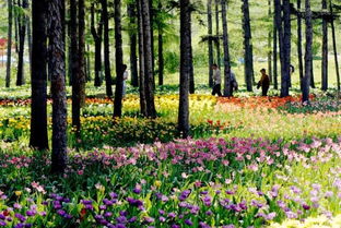 植物配置：公园生态与观赏性的完美结合